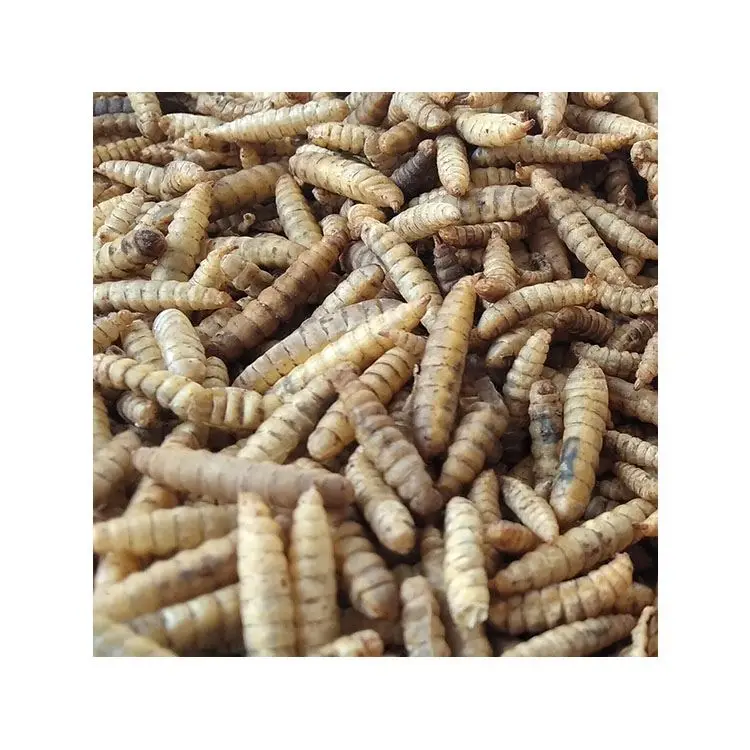 Competitive Price feed insect protein larvae sale black soldier fly