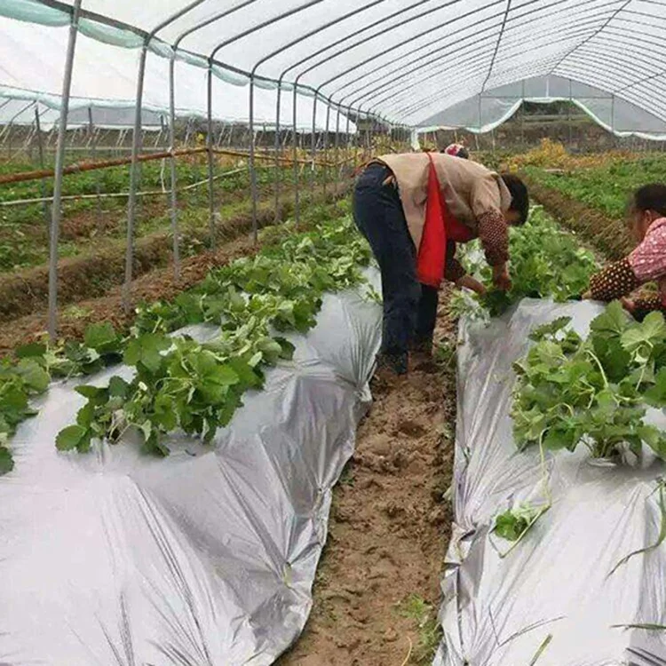 Сельскохозяйственная продукция на заказ полиэтилен черного и серебряного цвета пластиковая Мульч-пленка 30 микрон черная серебряная