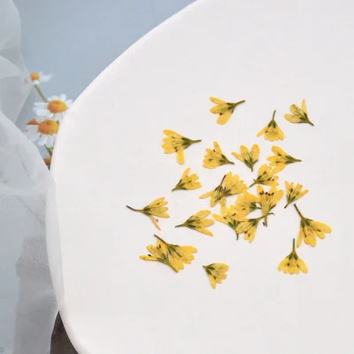 Real Dried Pressed Flower Little white flower, tiger tail grass Dried Flowers