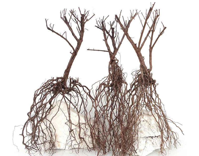 Natural aquarium landscaping Small Brazilian Bonsai Tree driftwood aquarium bonsai tree