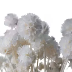 2021 Hot Selling Real Preserved Dried Flower Windmill Fruit Flower Nature Plant Preserved Flowers