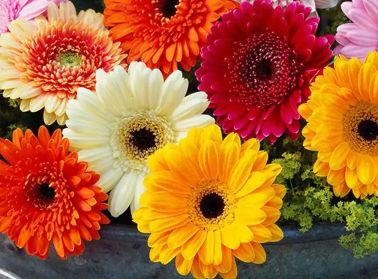 Fei zhou ju dry vegetable Natural Transvaal or Gerbera daisy Gebera Jamesonii seeds