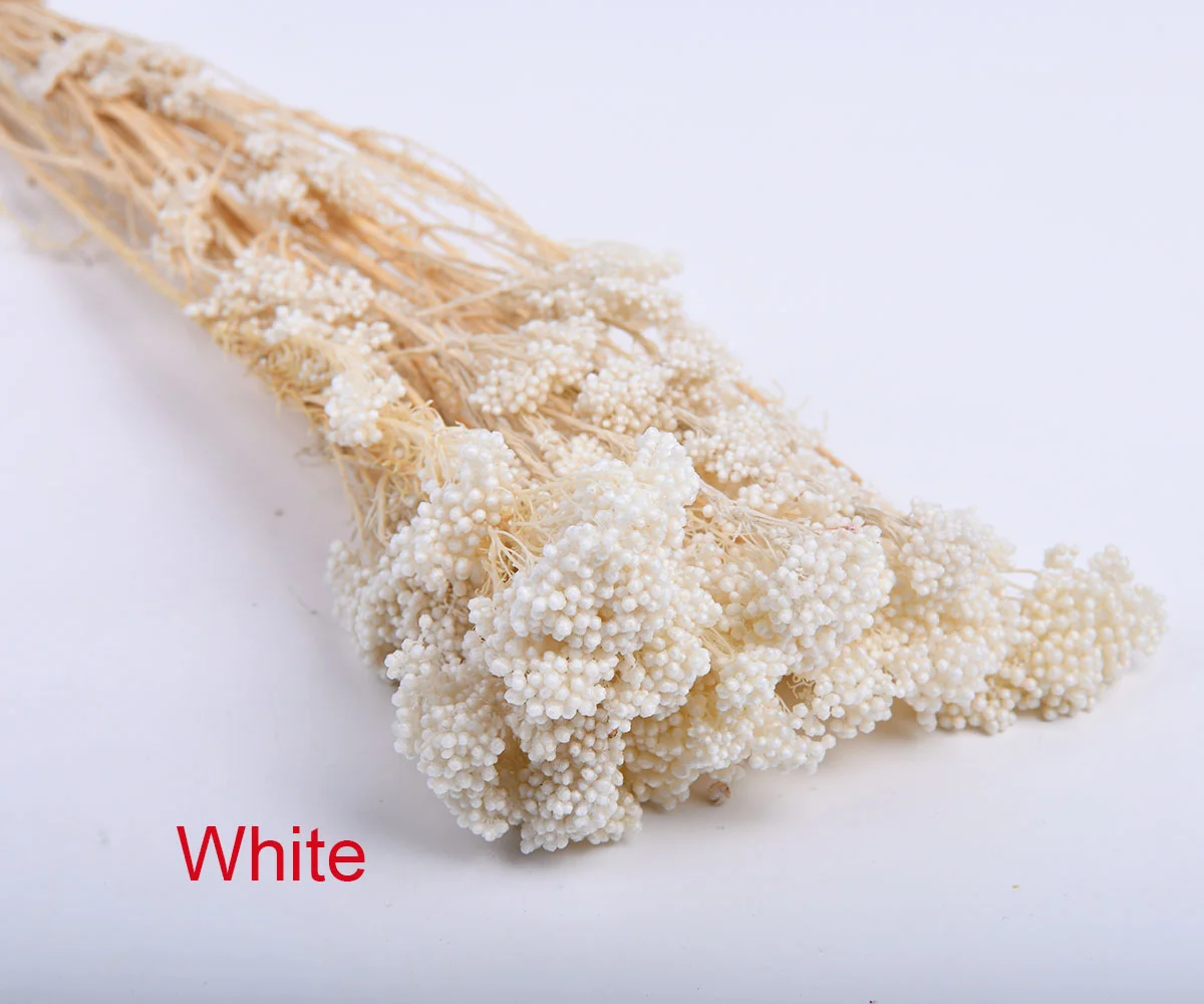 Small Reed Ozothamnus Millet Dried Flowers Bunch Bouquet Natural Arrangement Preserved Rice Flower for Wedding