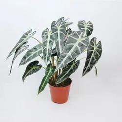 Оптовая продажа натуральный план philodendron Alocasia longiloba Miq. Для