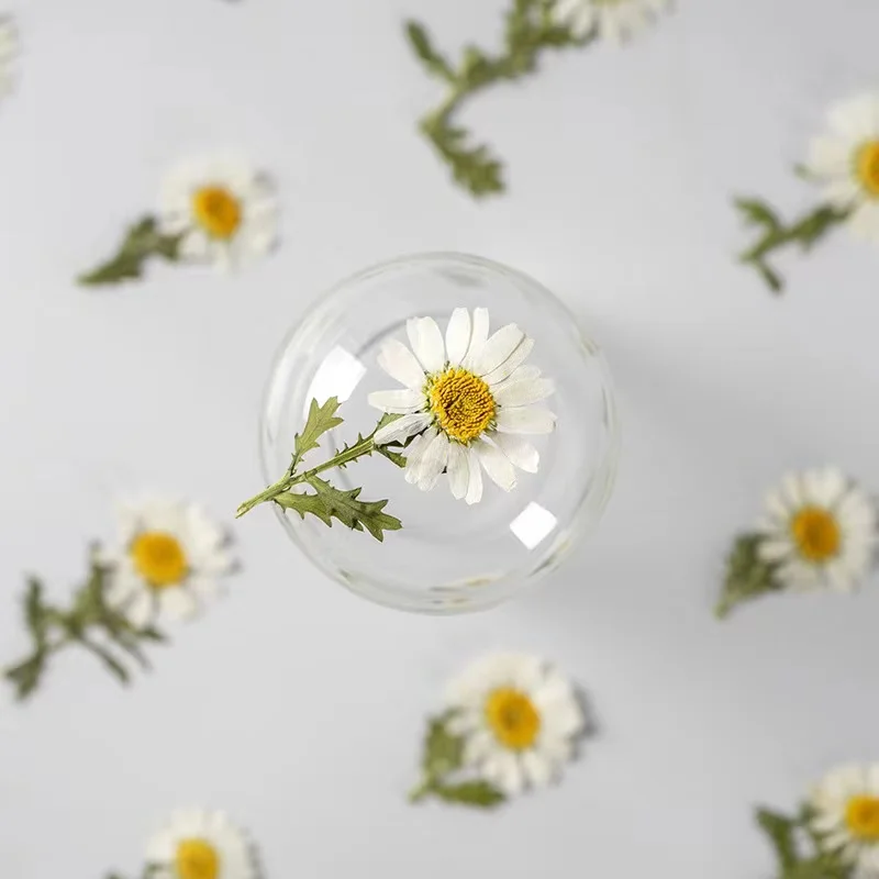 Natural Real pressed dried flower DIY nail art handmade pressed flower plant daisy with Branch