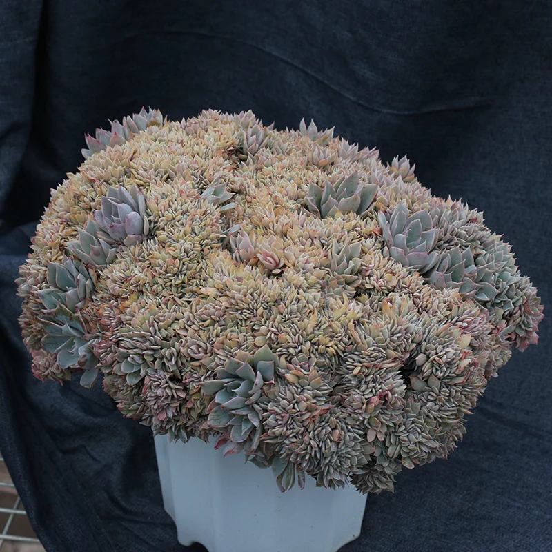 
Stone lotus big Live succulent plants natural indoor for desk China plant farm 