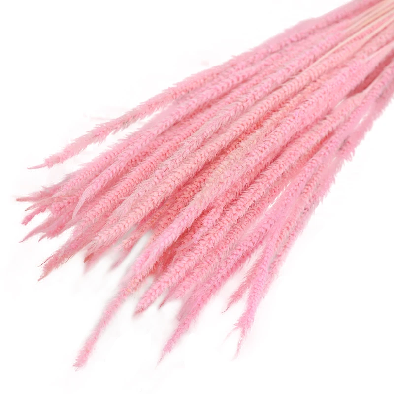 Yunnan florist supplier high quality horsetail grass natural dried preserved goldenrod for wedding decoration & bouquets