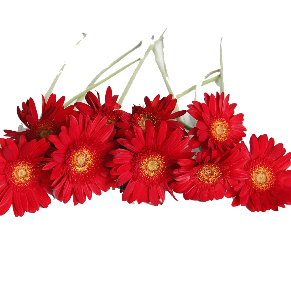 2023 50-60cm 20pcs Long Stem Fresh Cut Flowers Base  Gerbera Redest From Farmland with Competitive Price