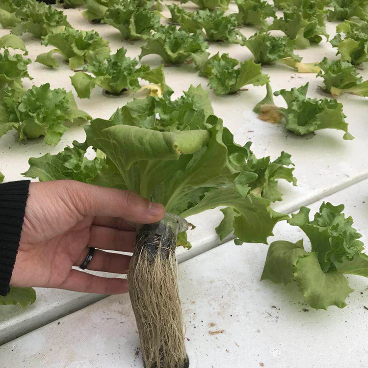 China Supplier High Tunnel Greenhouse Aquaponic System