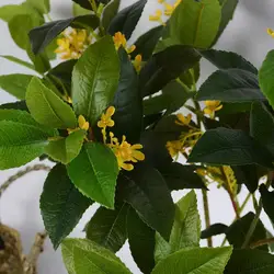 High Quality Preserved Green Leaves Home Garden Decor Artificial Osmanthus Flower Fragrans Stem 3D Print Real Touch Silk Leaves