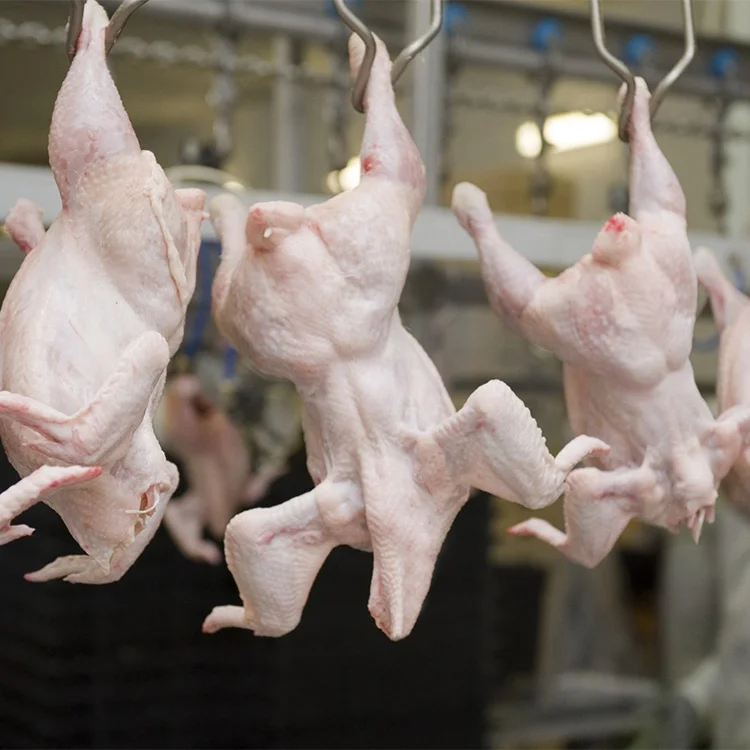 
China supplier hot sell reliable complete chicken slaughtering machine 