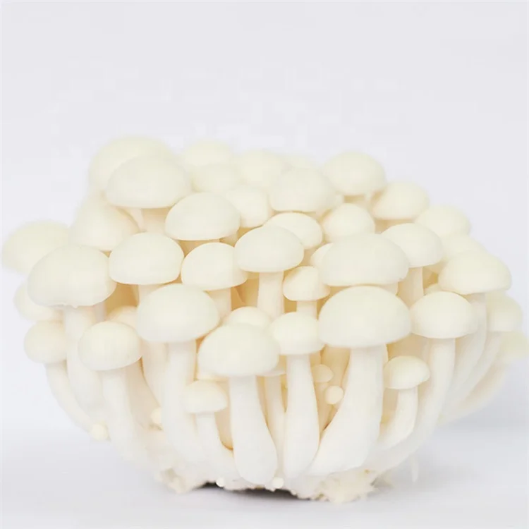 
Hot Sale Prevent Diabetes Commercially Cultivated Mushroom Shiitake Mushroom Fungi 
