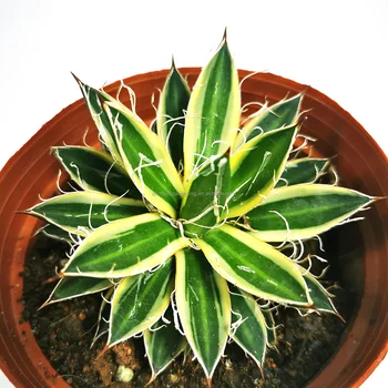 Natural bonsai indoor plant sansevieria