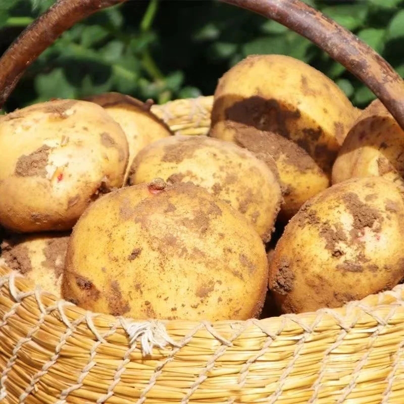 Экспорт картофеля профессиональный экспортер Заводская Цена