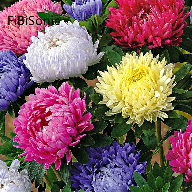 FiBiSonic 200 PCS/BAG China Aster Flowers Seed Chrysanthemum Seeds Easy To Plant Mixed Color Double Flower Seeds