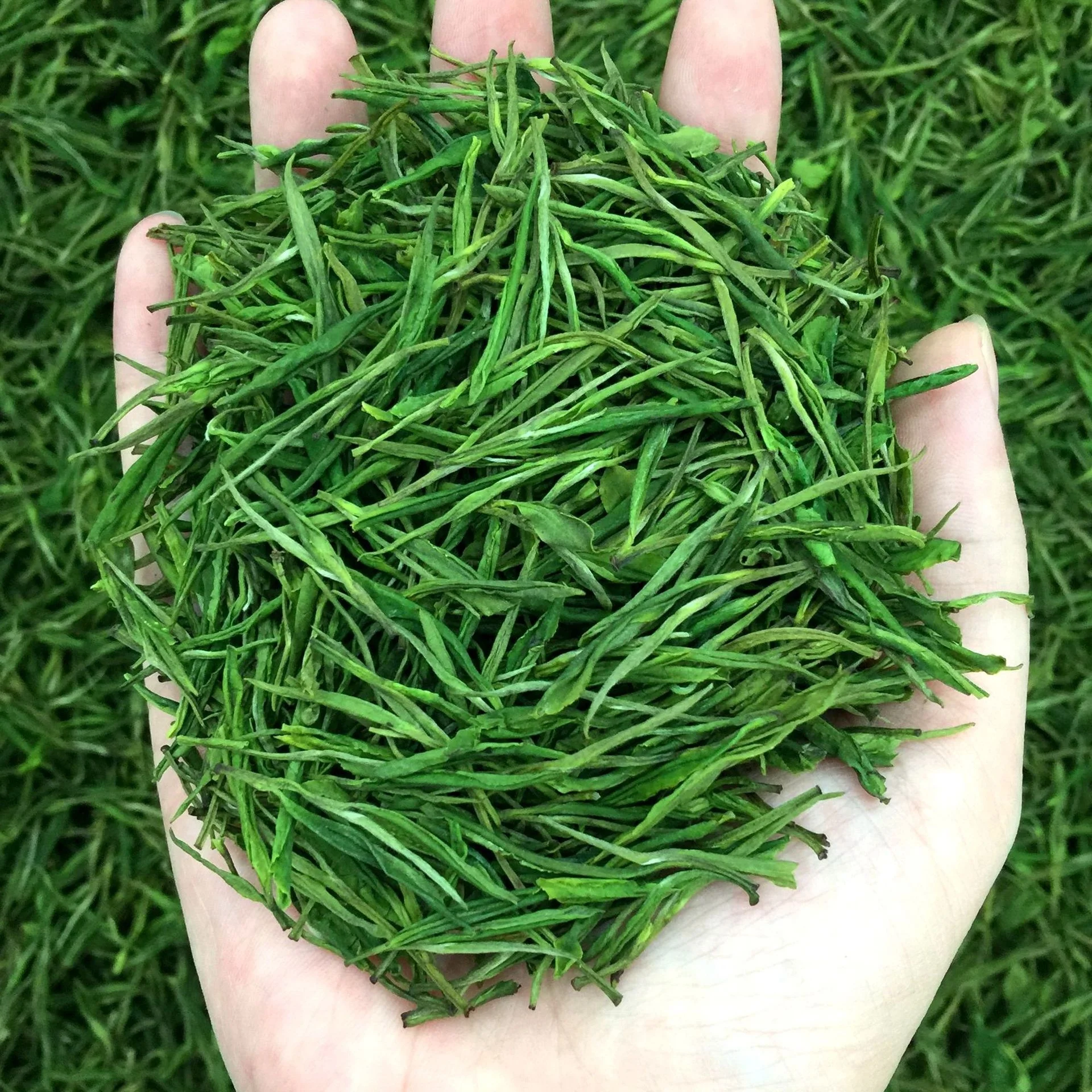 2024 high quality Premium New Tea Anji County Green Tea Bulk Wholesale Manufacturer Direct Supply