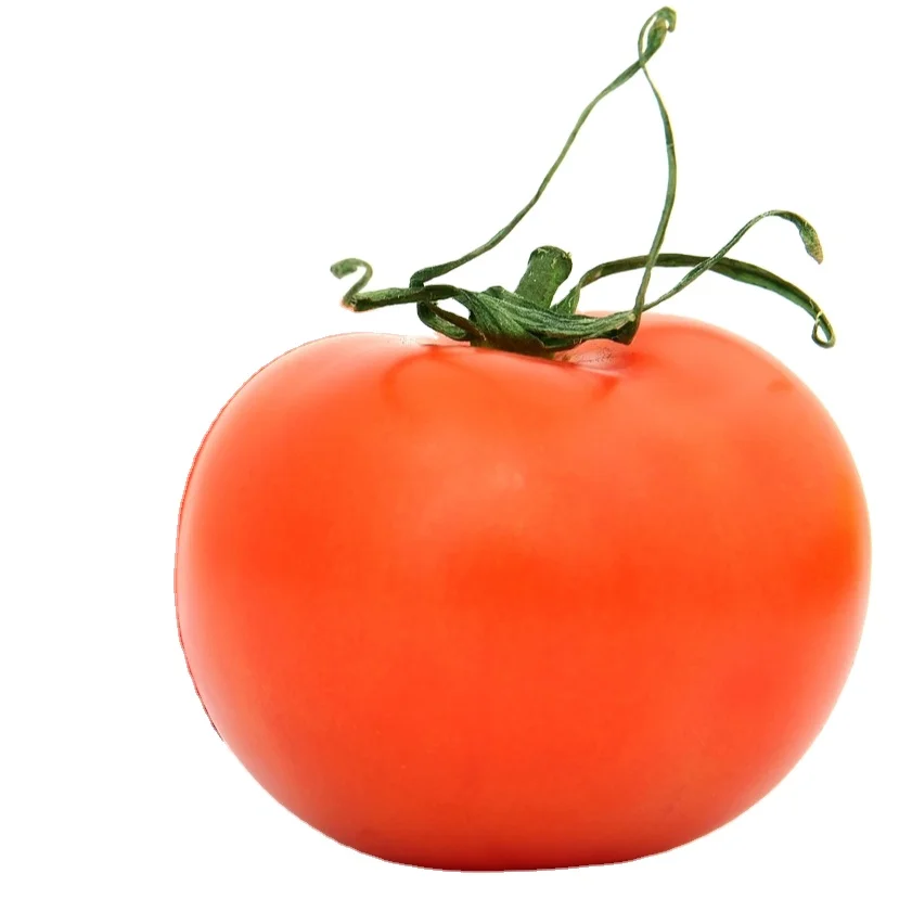 Indonesia HOT sell Fresh Tomato sweet  Natural red  Best quality wholesale thailand fresh tomatoes