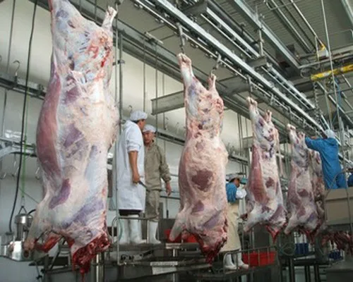 Complete Automatic Line 200 Cattle Per Hour For Islamic And Humane Beef Slaughterhouse