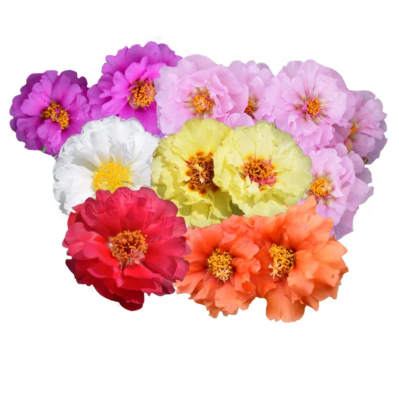 
Economical Blended Colour Flower Seed Portulaca Grandiflora Seeds 