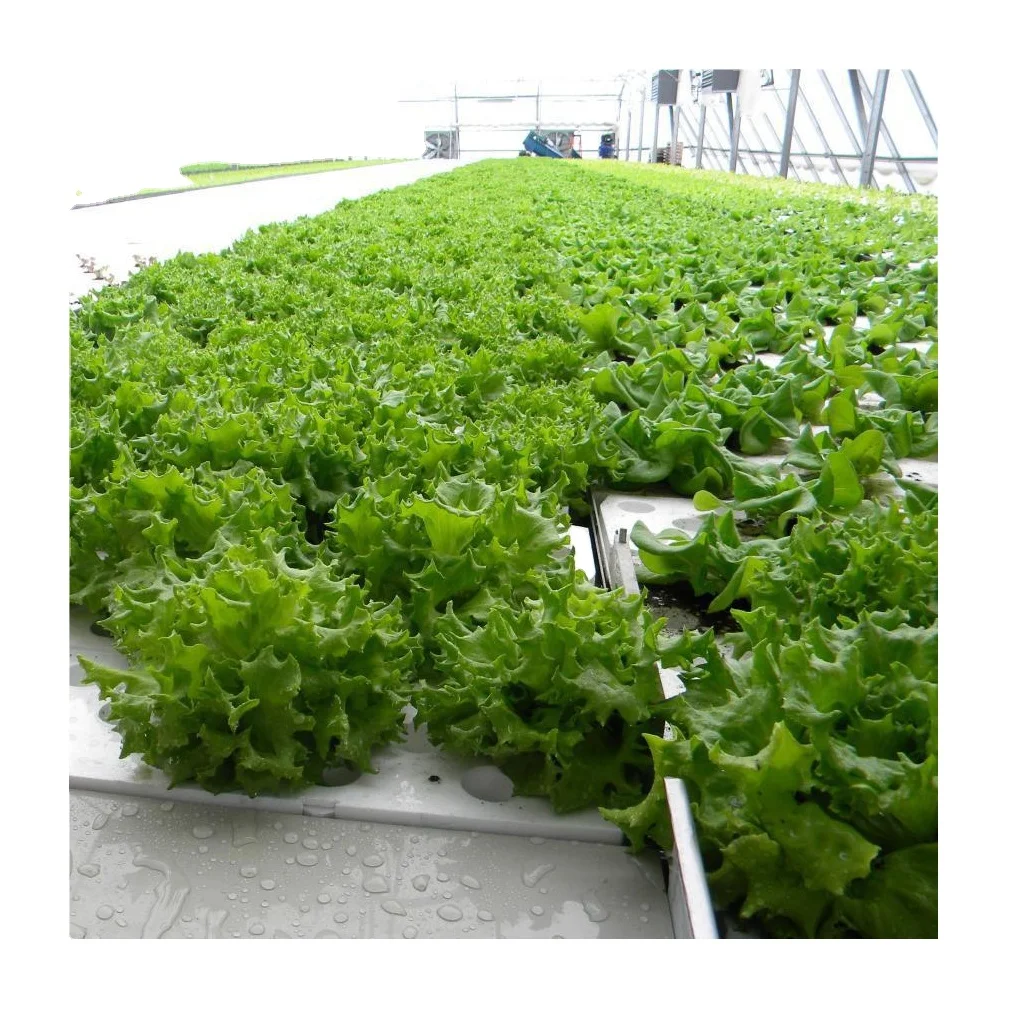 Manufacturer Directly Supply Greenhouse hydroponics fertilizer nutrient systems plant grow hydroponics