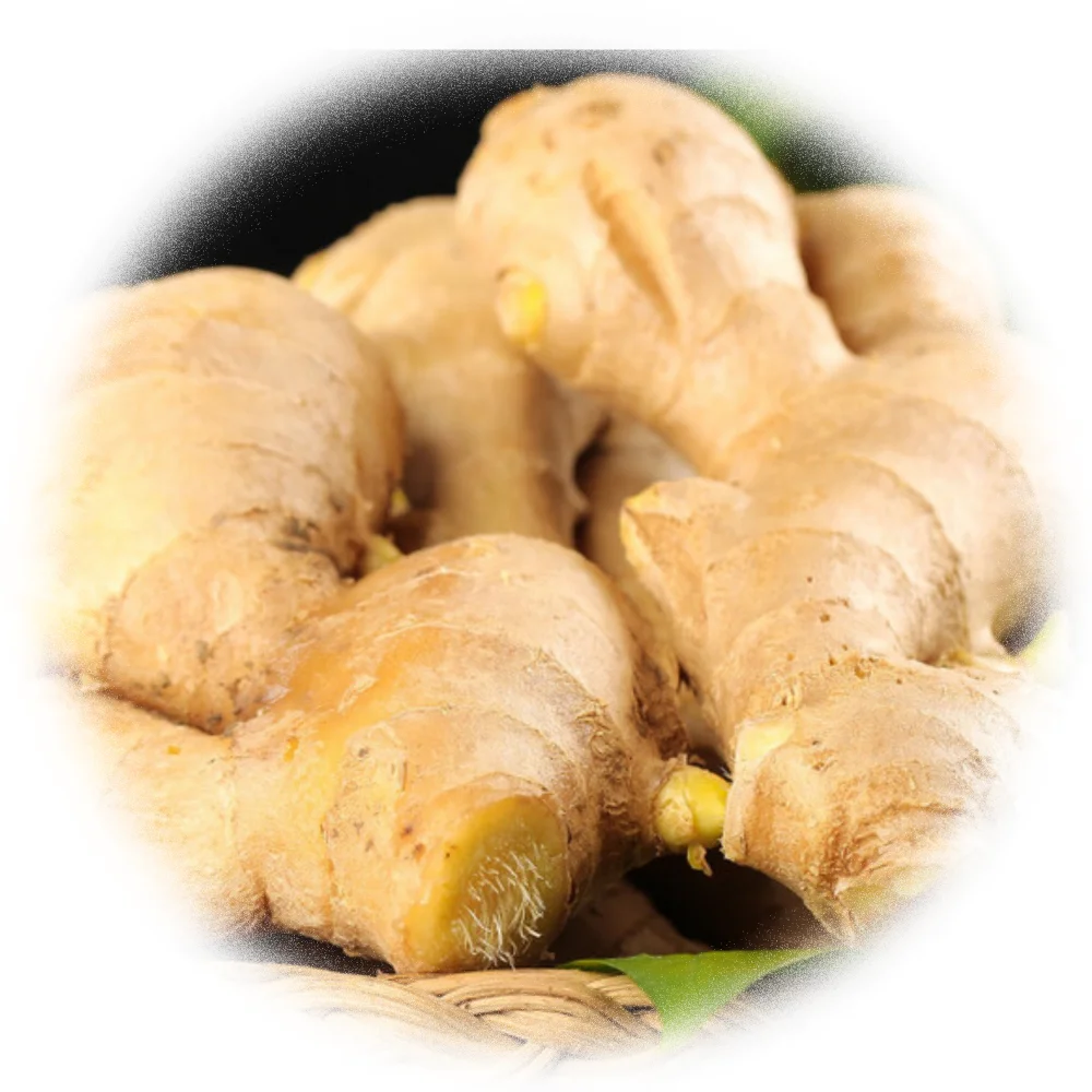 Premium Quality Fresh Ginger Directly Sourced from Origin - Boost Your Health Naturally