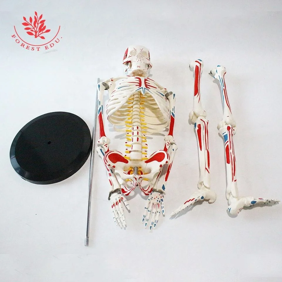 Модель скелета 85 см