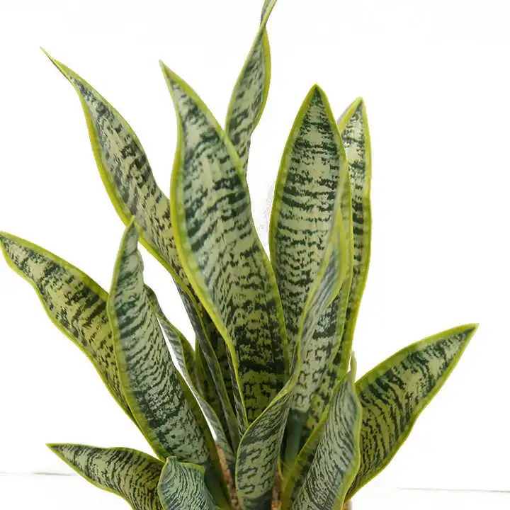 Green Fresh Natural Artificial Simulation Of Snake Plant Garden Indoor And Outdoor Decorative Plant Pot