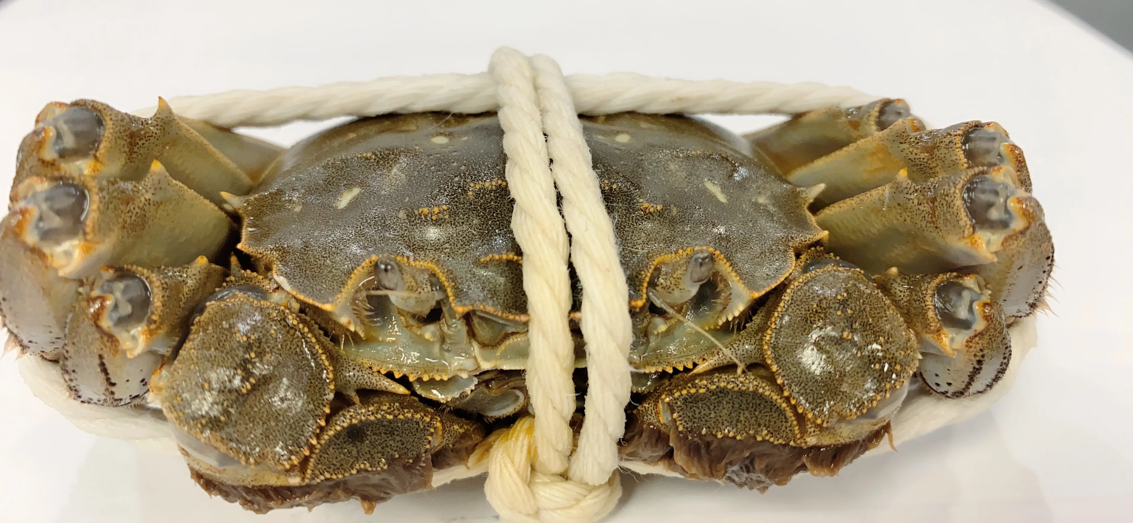 Legs King Style Crab Packaging Weight Shelf Muscle Origin Cutting Type Life Variety ISO Fresh Place Model HACCP Months HALAL