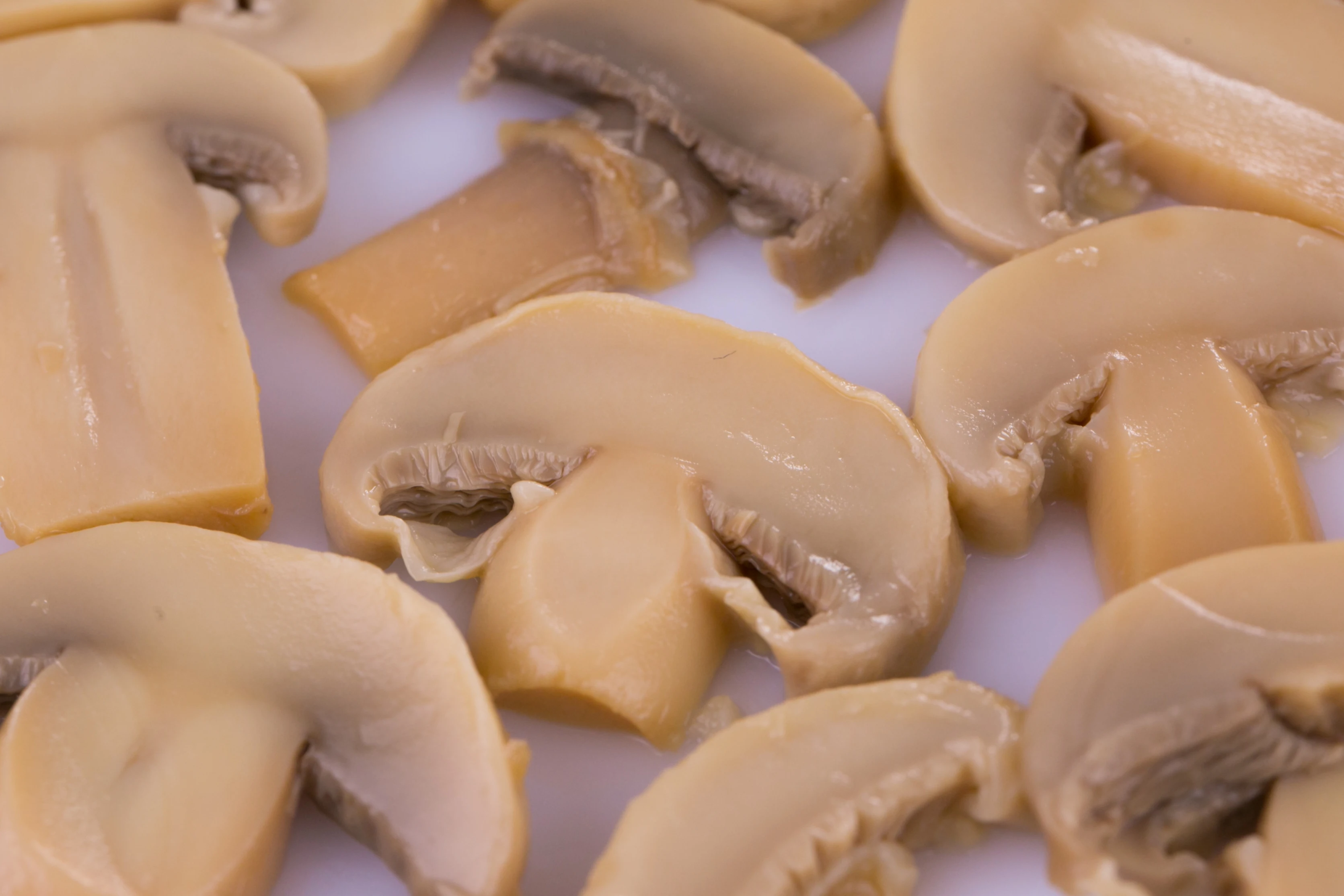 Wholesale Delicious Canned Mushroom Slice for Import in China