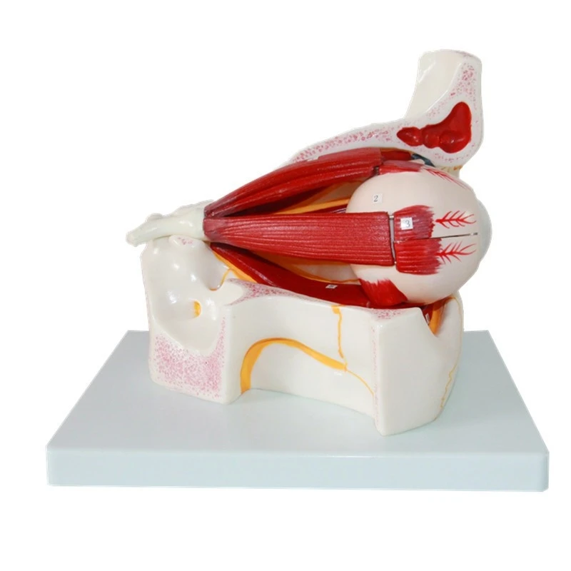eye and orbit magnification model Eye extraocular muscle model for medical teaching