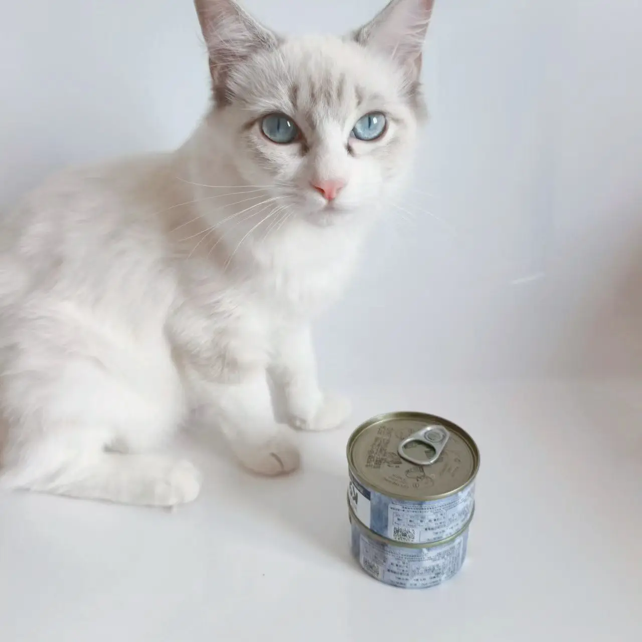 OEM Wet pet canned food economic chicken or tuna chunked in sauce 85g/100g POUCH wet food for cat