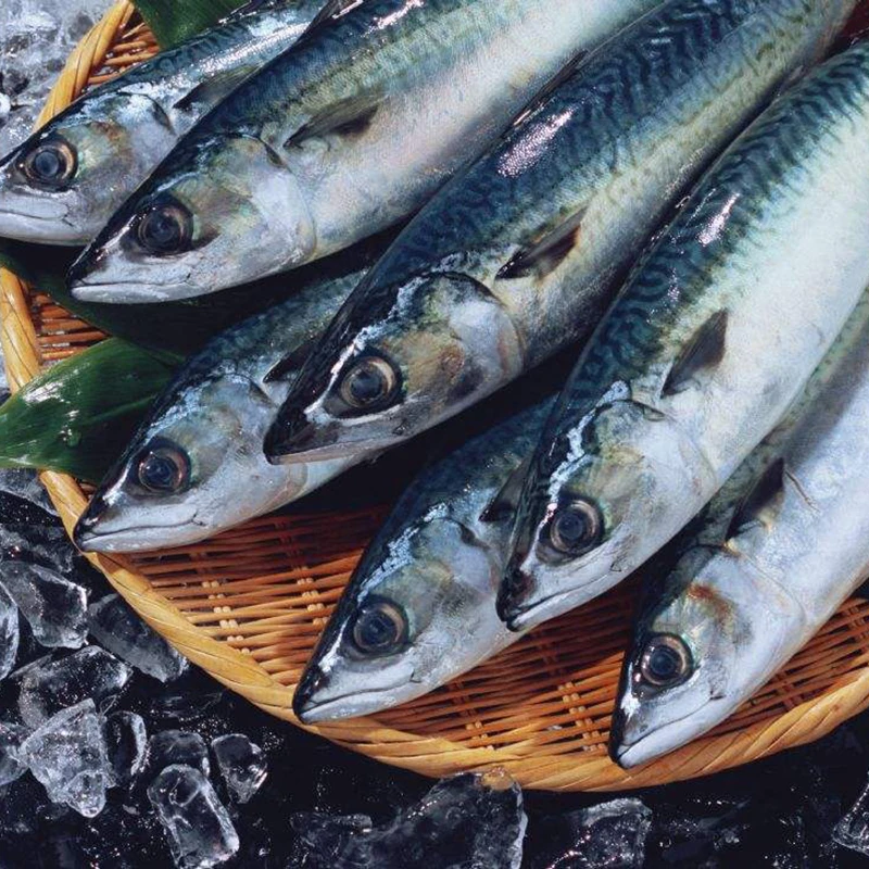 Водная замороженная Тихоокеанская скумбрия HGT Fish