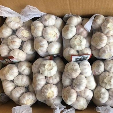 
garlic price 2021 