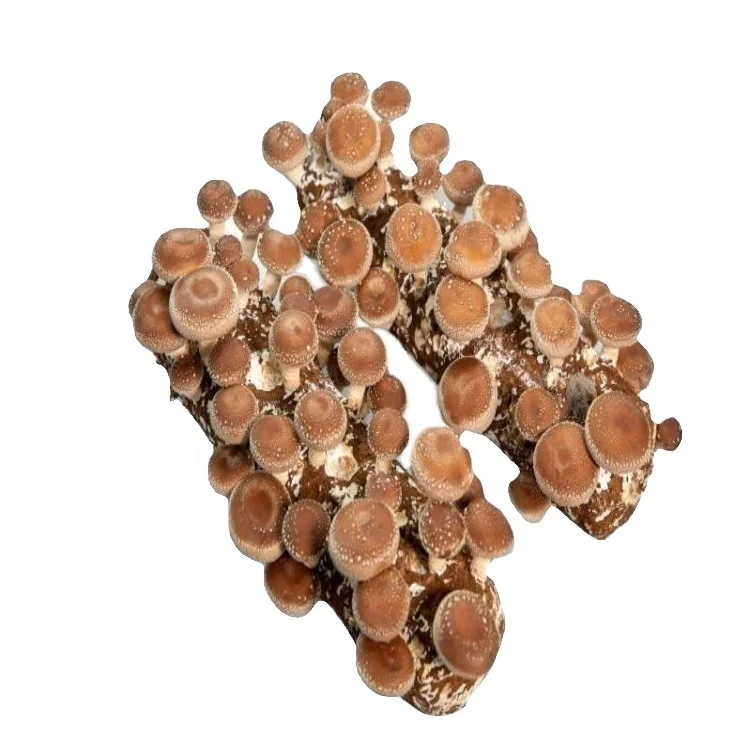  808 # большая подложка грибов shiitake с водяной пленкой