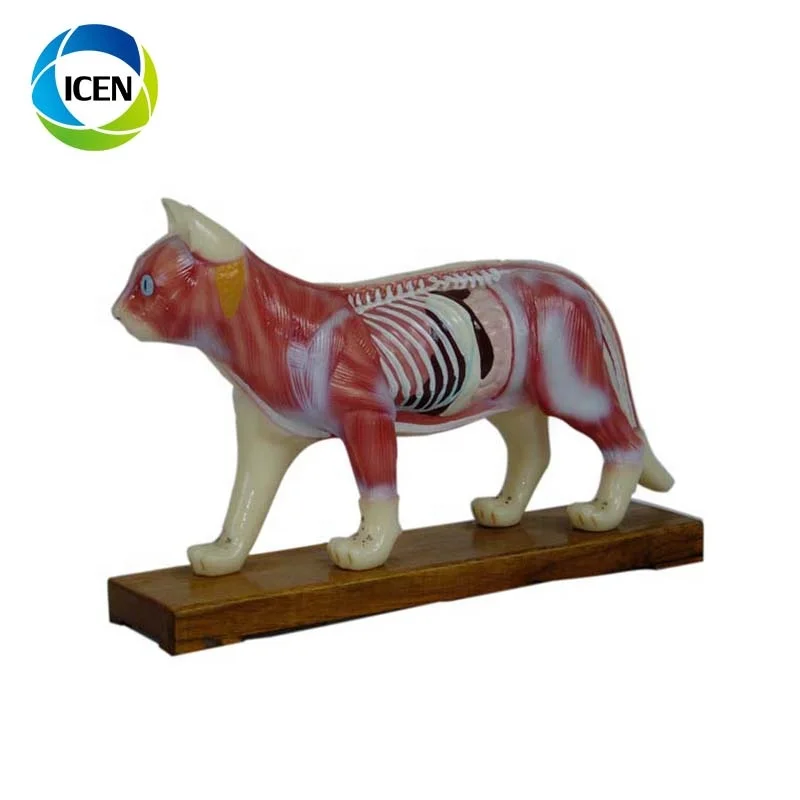 IN-502  Medical Cow Anatomic Acupuncture 3d animal model