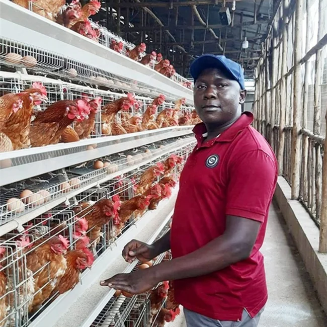 Hot Sale Layer Cage Battery Cage Poultry Farm Chicken Farms Chicken Layer Cages Poultry