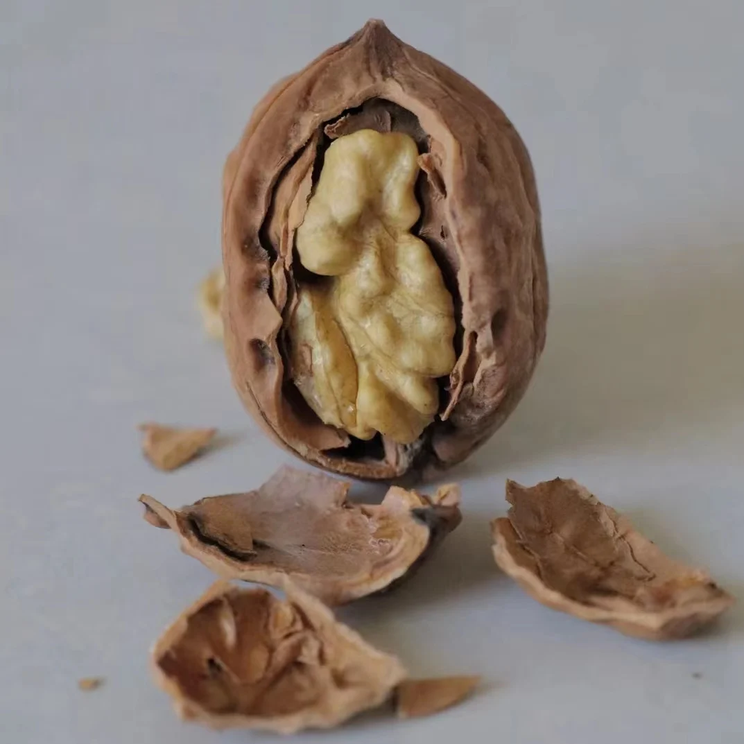 Wholesale Natural Organic Top Grade White Walnuts kernels