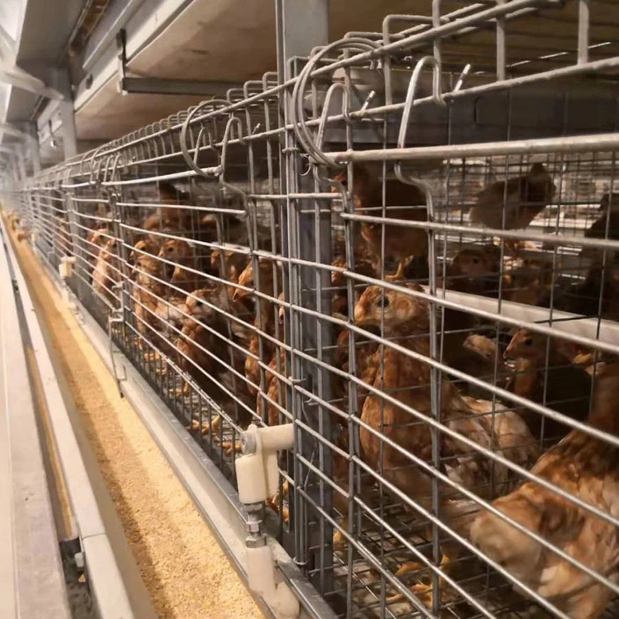 Modern Design Automatic Day Old Layer Chicks Cages System
