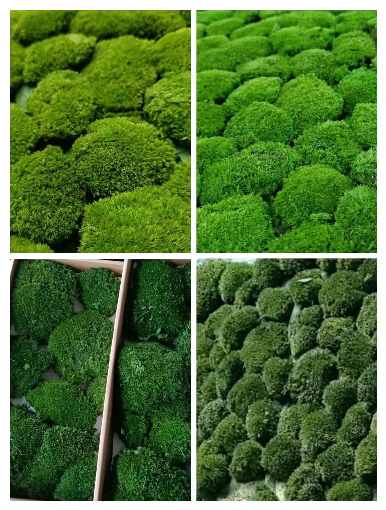High Quality Real Natural Soft Everlasting Preserved Moss round  wall hanging framed artificial moss balls for decoration