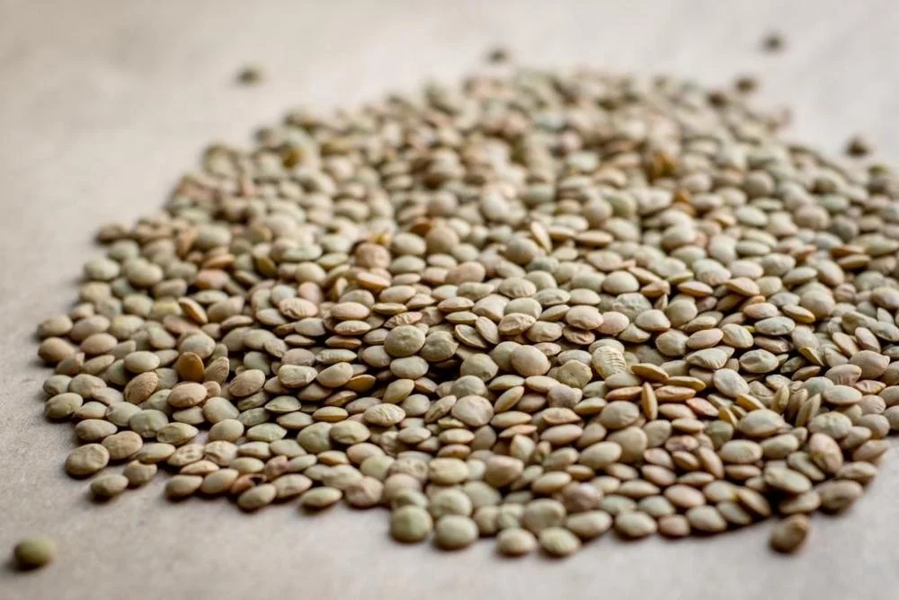 High quality Supply Organic Dried  Green Lentils