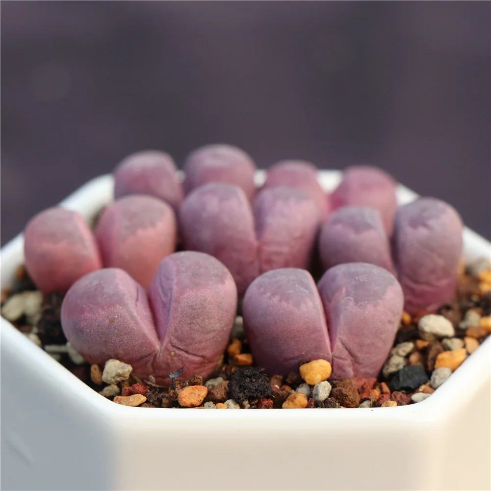 Beautiful purple lithops ornamental succulent plants for home decoration