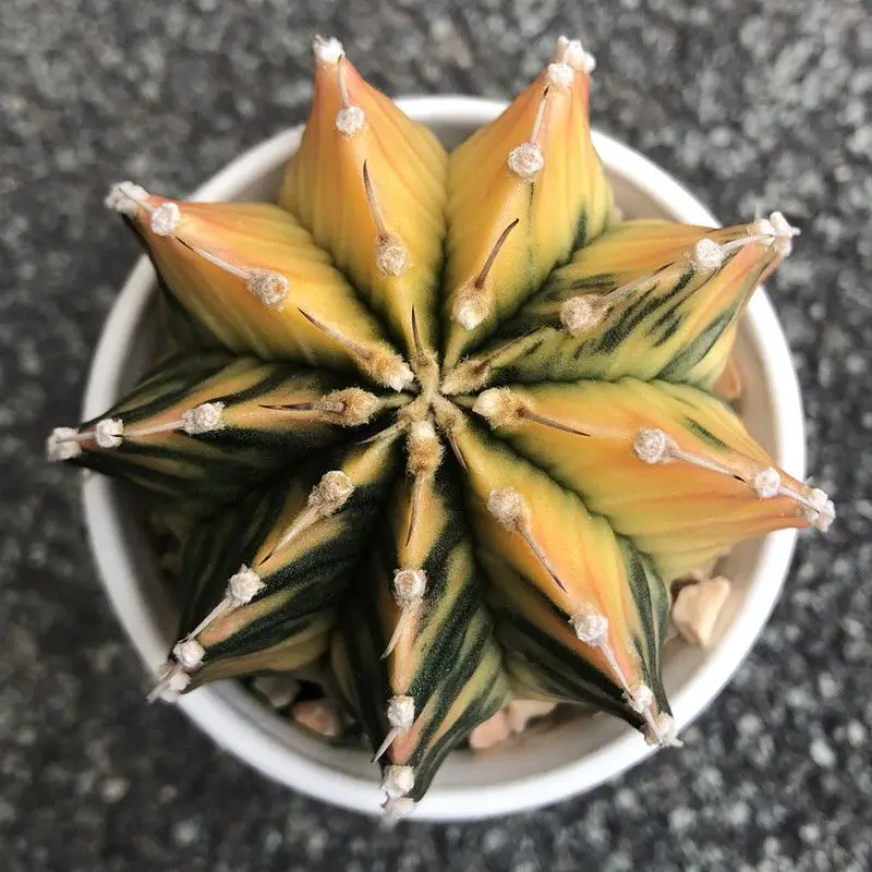 Direct sell  colorfu live l cactus plant 4cm Gymnocalycium mihanovichii var. friedrichii Werderm