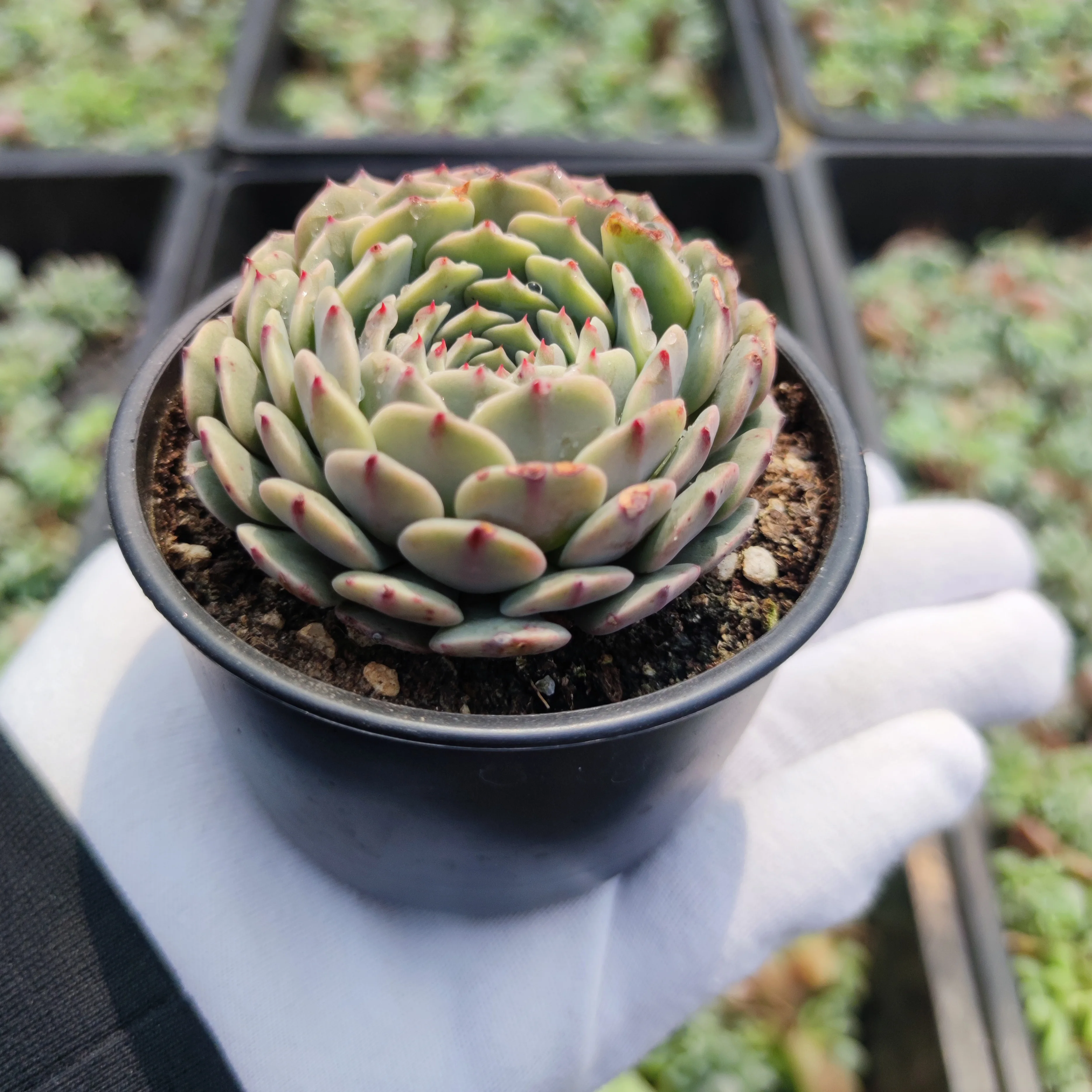 Farm direct high quality wholesale echeveria live succulent plants for indoor decoration