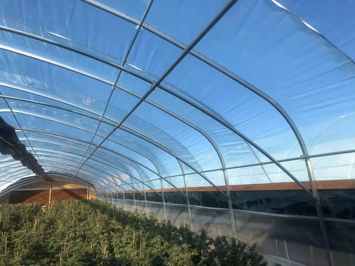 poly film covering tunnel greenhouse 