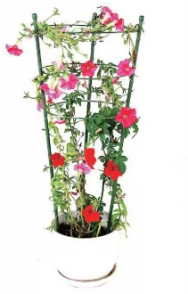 Round Anodised Climbing Spiral Hooks For Creeping Brass Tomato Cage Plant Support Garden Stakes For Plants