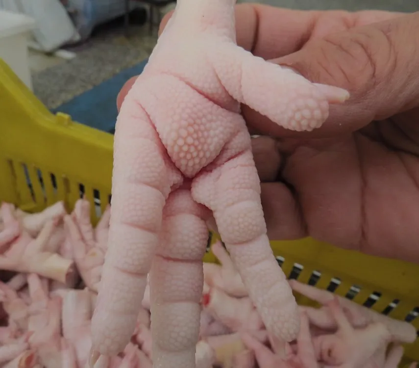 
Buy Quality Brazil Frozen Chicken Paws / Chicken Feet 