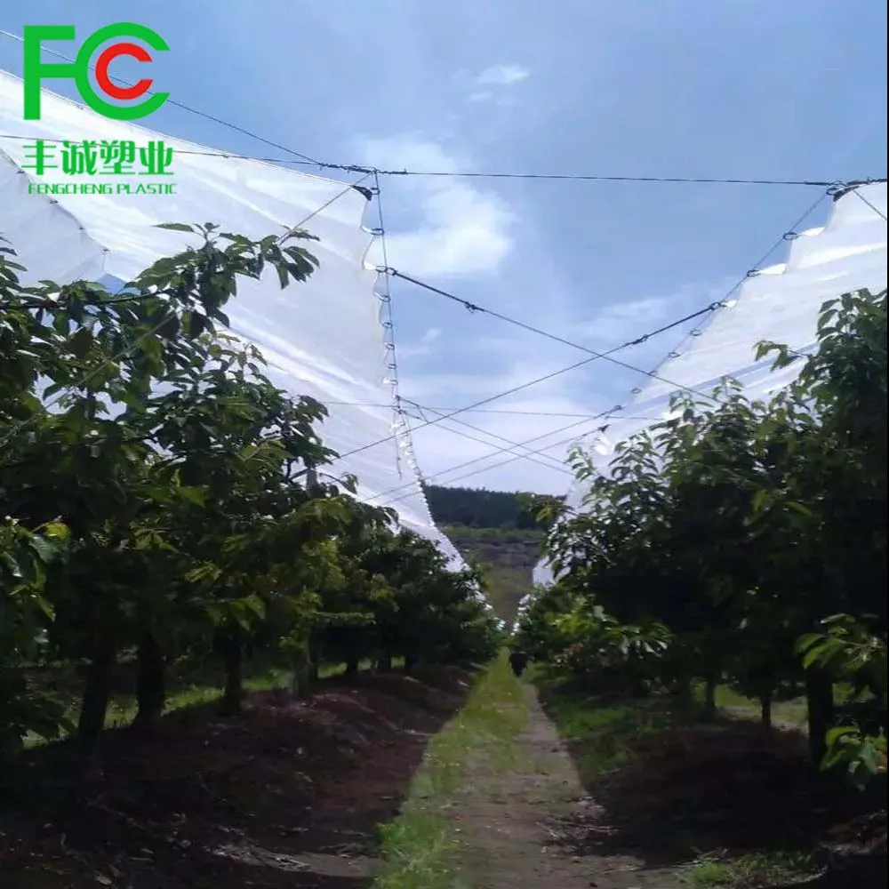 150GSM HDPE Reinforced Grape Rain Cover Tarpaulin Cherry Crop Protected Under Plastic Covers