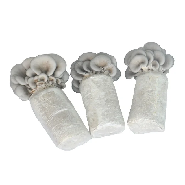 
oyster mushroom mycelium fertilizer bag for fruiting 