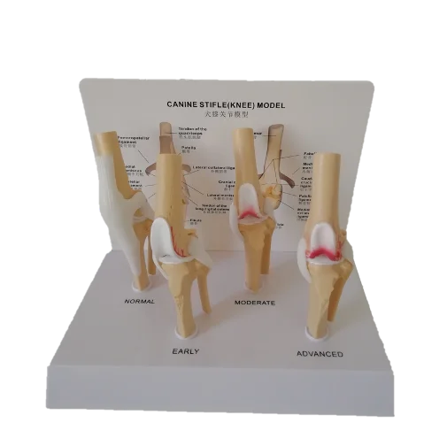Tibia Bone Large Medical Science Canine Dog Skeleton Model