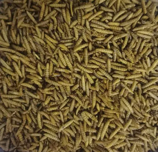 High protein Microwave dried calci worm Dried black soldier fly wild bird food pet food fish food